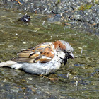 English sparrow