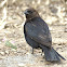 Brown-headed Cowbird