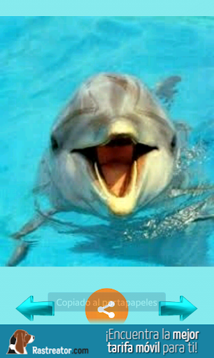 Delfines imagenes