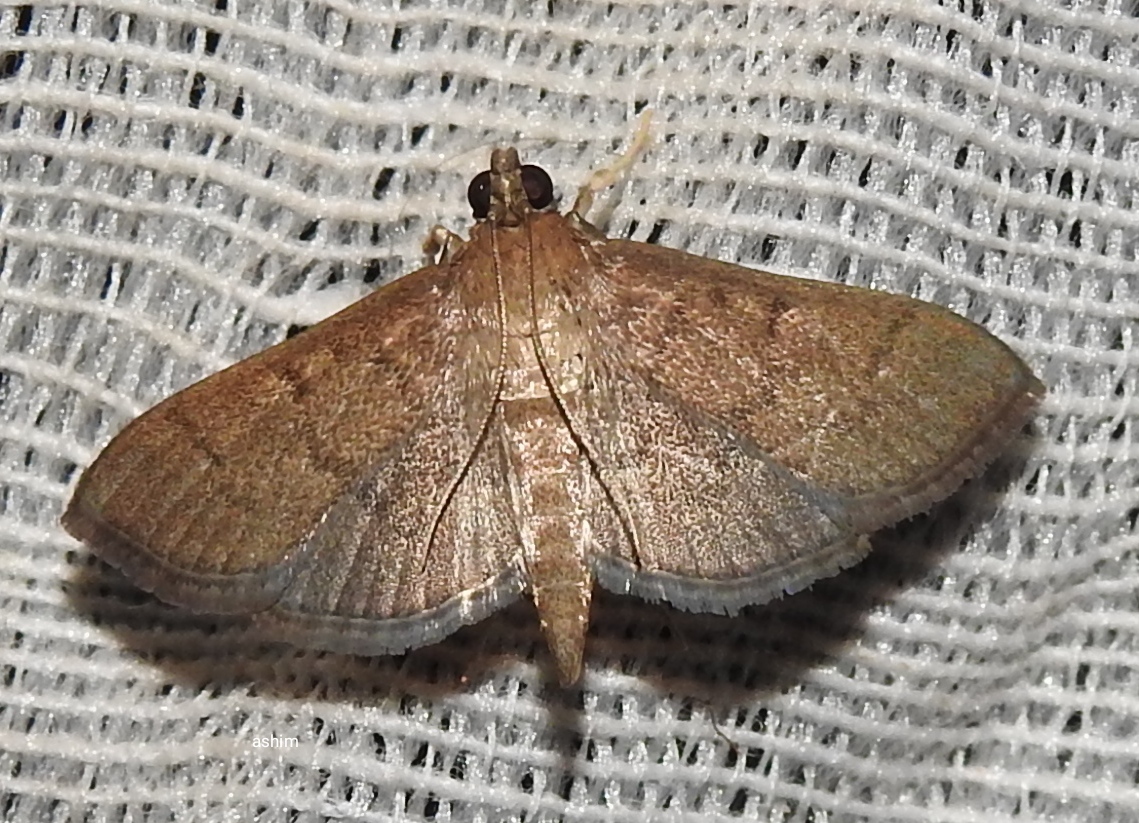 Dusky Herpetogramma