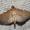 Dusky Herpetogramma