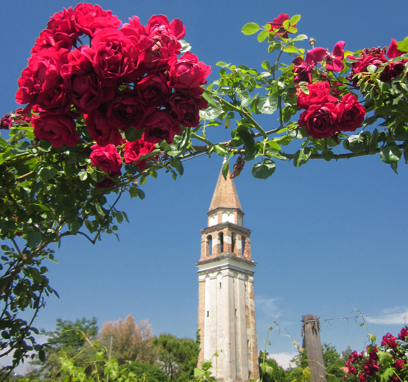 Se son rose fioriranno di atlantex