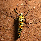 Ailanthus Webworm Moth