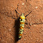 Ailanthus Webworm Moth