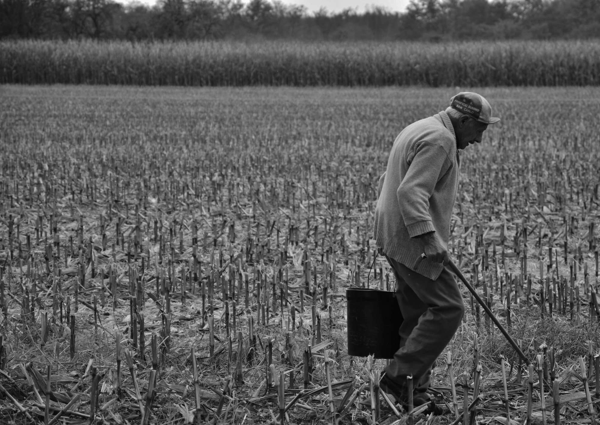 Corn on the cob di EnriNikon