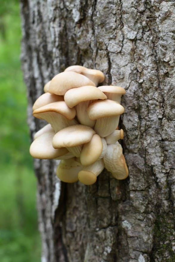 Oyster Mushroom