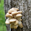 Oyster Mushroom