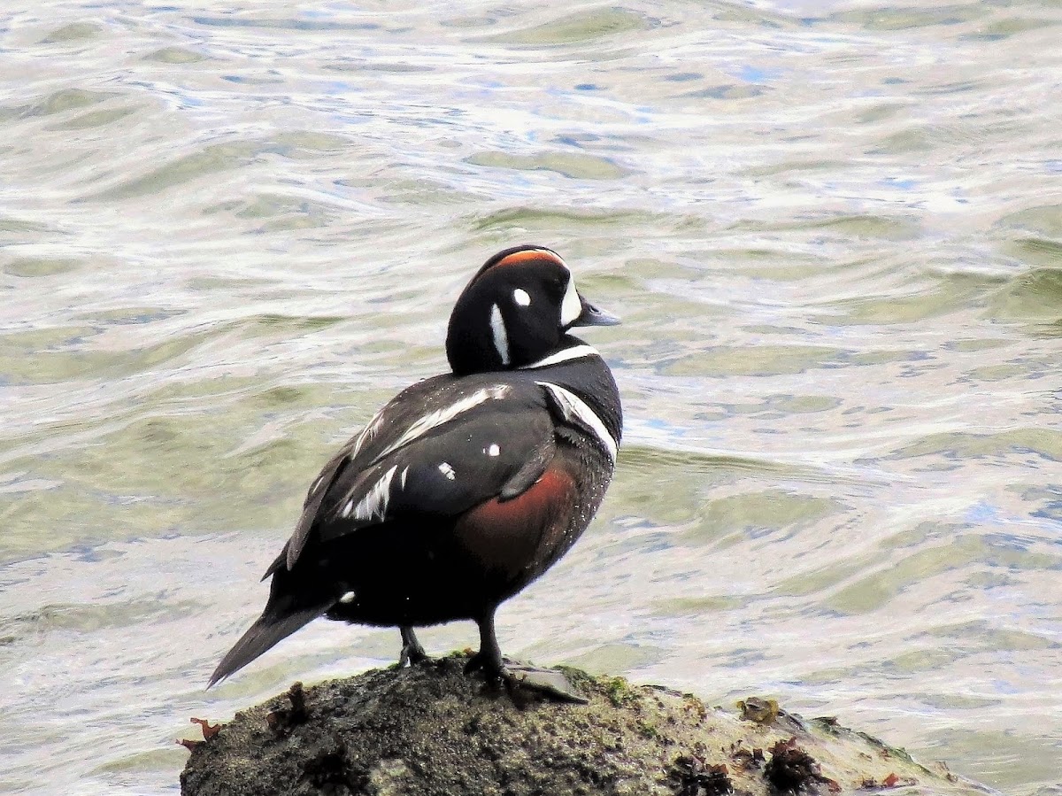 Harlequin Duck