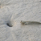 Blue-spotted Mudskipper(turret)