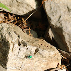 Six spotted tiger beetle