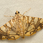 Crambid Snout Moth