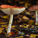 Umbrella-shaped mushroom