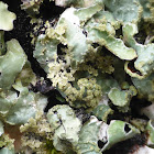 Shield Lichen