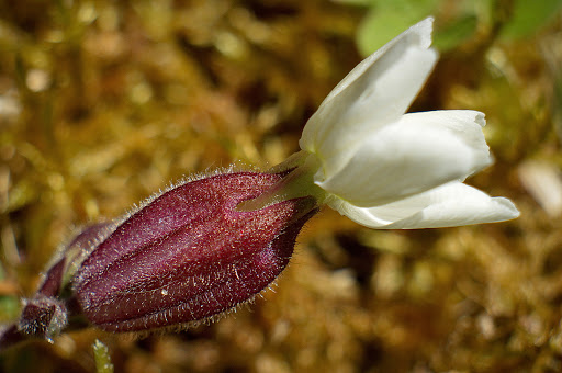 Silene latifolia