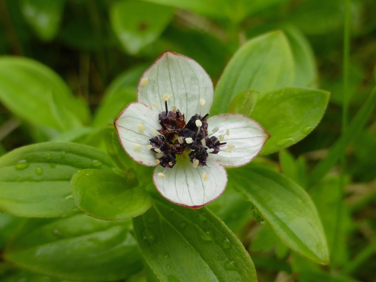 Dwarf Dogwood