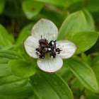 Dwarf Dogwood