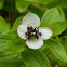 Dwarf Dogwood