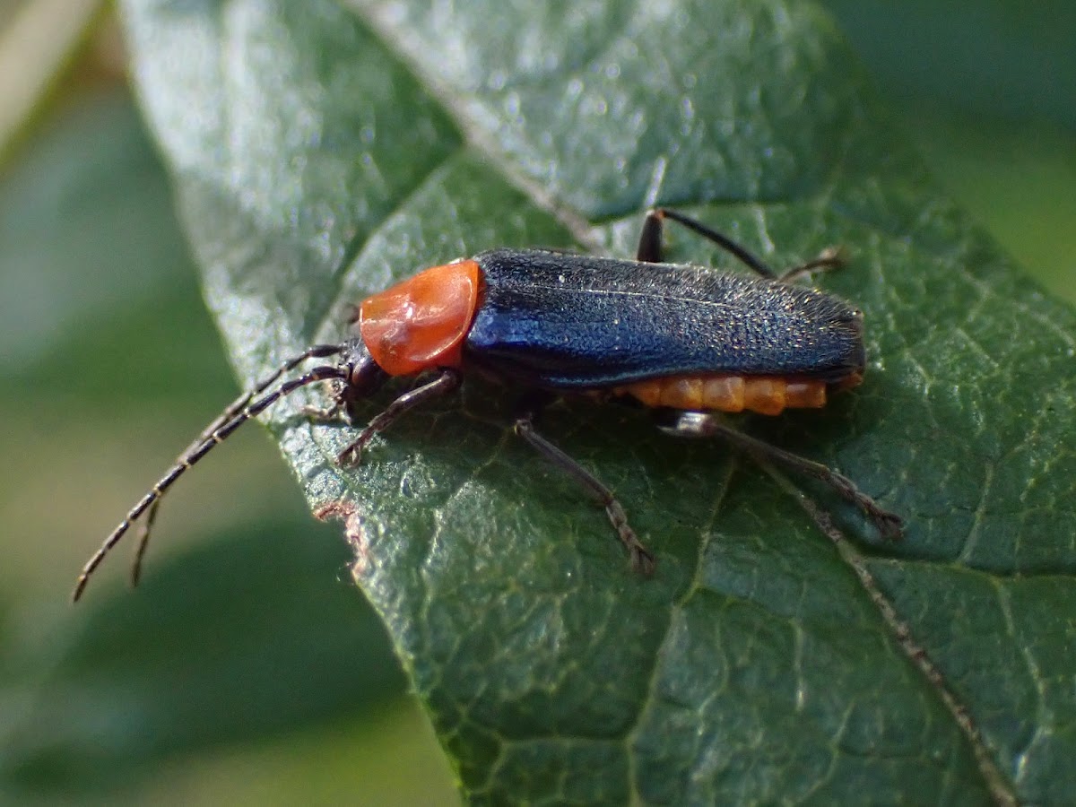 Tricolor soldier beetle (m)