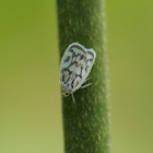 Cixiid planthopper