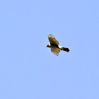 Cooper's Hawk