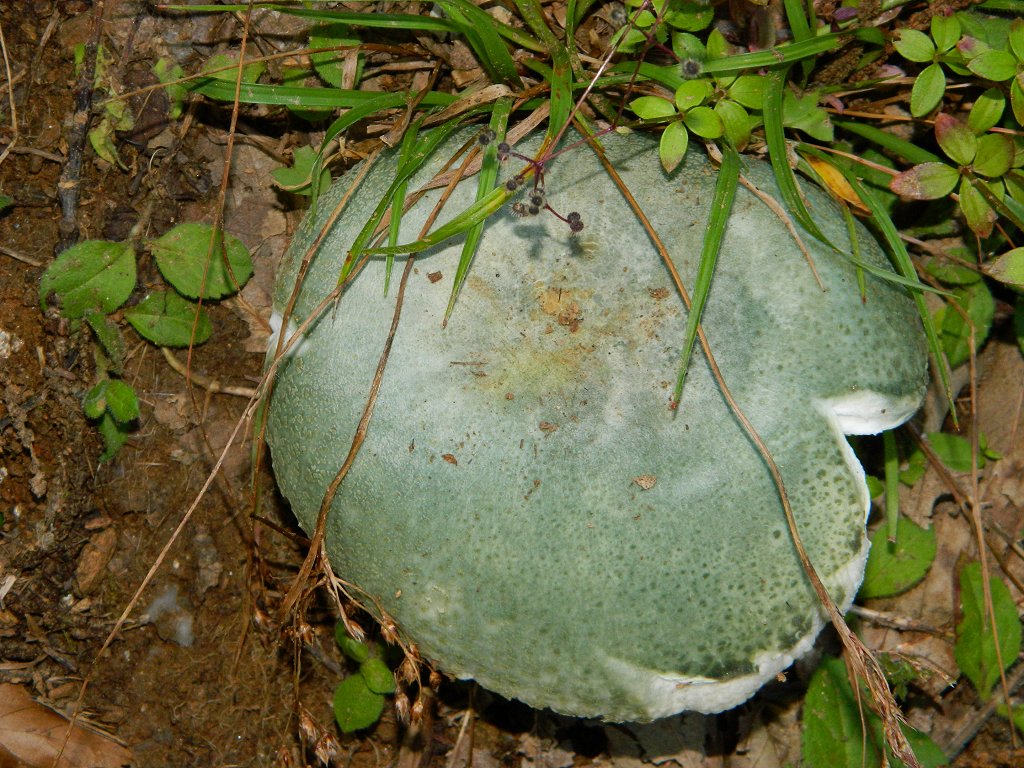 Green-cracking Russula