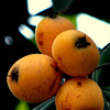 Loquat