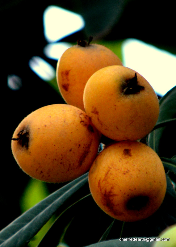 Loquat