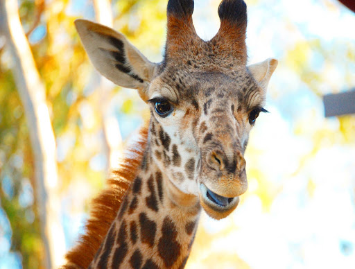 A giraffe at the San Diego Zoo.