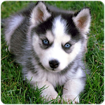 Cover Image of Download Husky puppies Wallpapers 1.0 APK