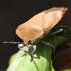 lychee giant stink bug