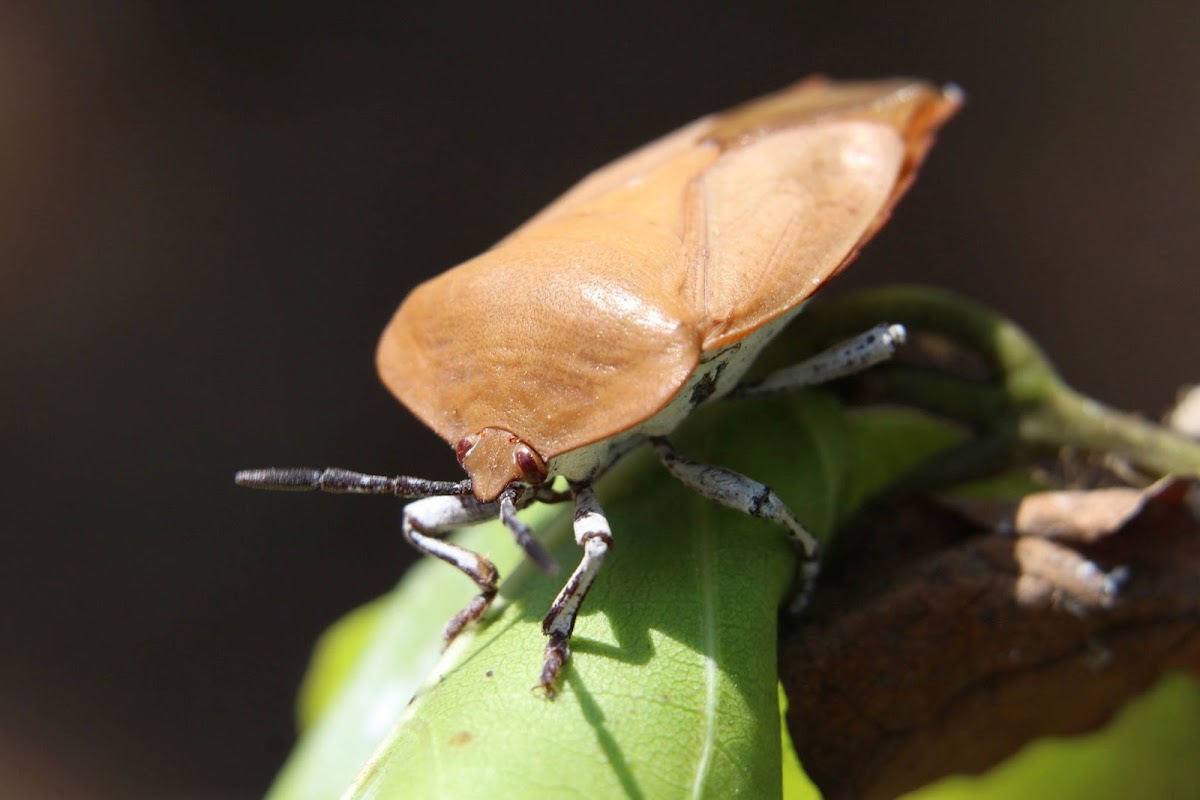 lychee giant stink bug