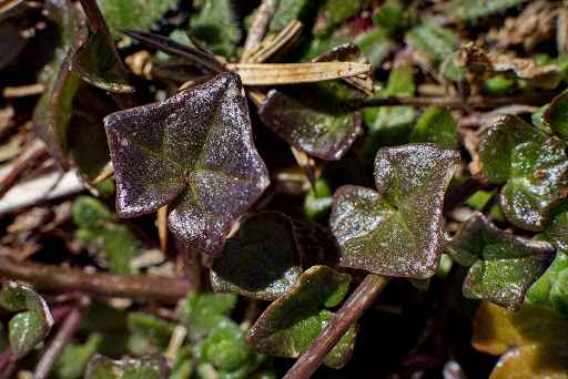 Cochlearia danica