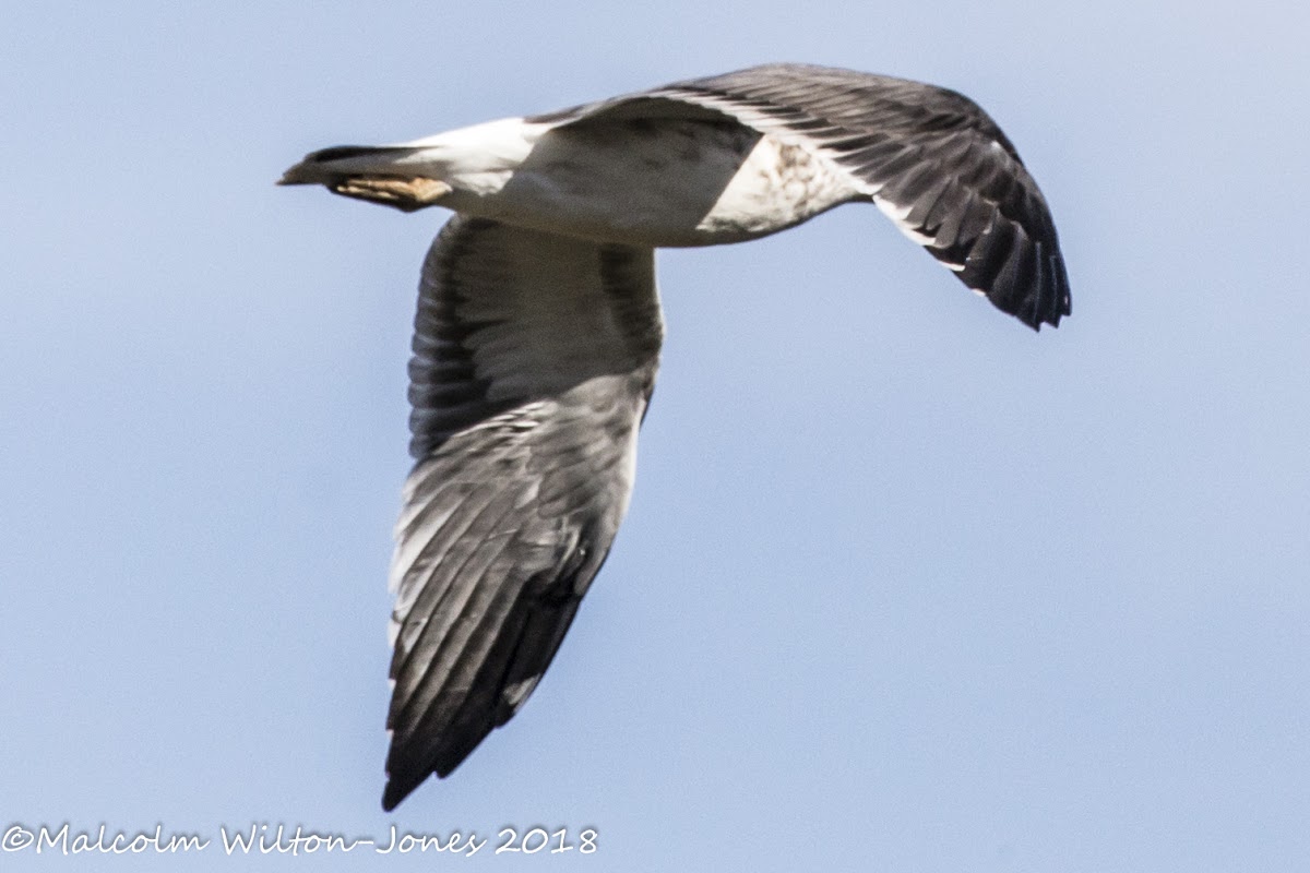 Lesser Black-backed Gull