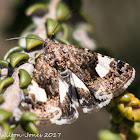 Four-spotted Moth