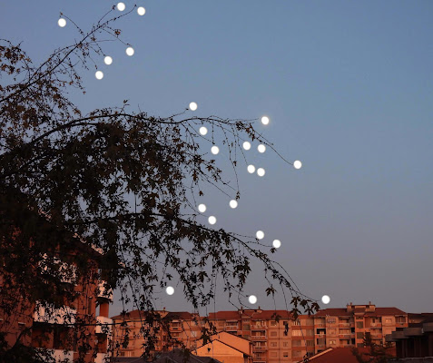 L'albero della Luna dove l'originale è solo una!! di field