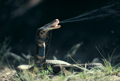 Spitting cobra. File photo.