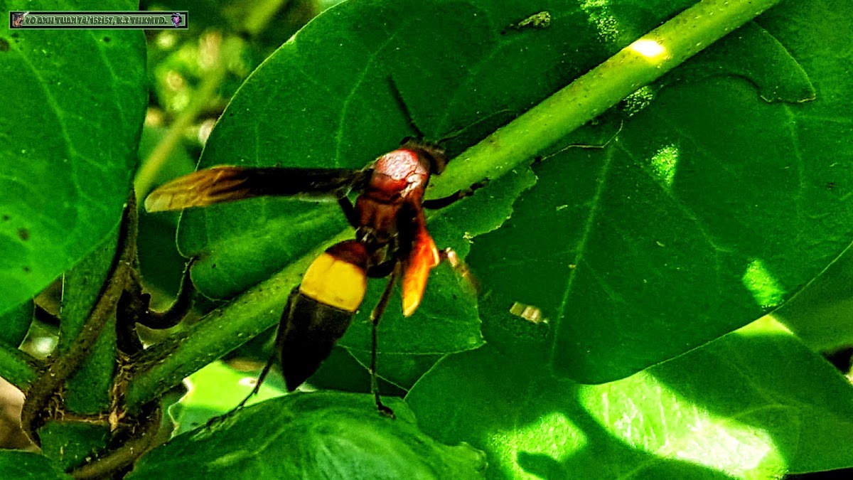 Banded Paper Wasp