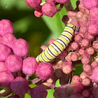 Monarch caterpillar