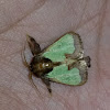 spiny oak slug moth