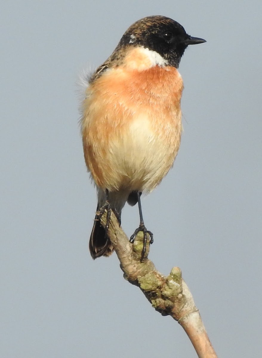 Siberian Stonechat, male.