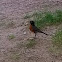 American Robin