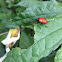 Leaf Beetle