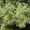 Roesler's Cartilage Lichen