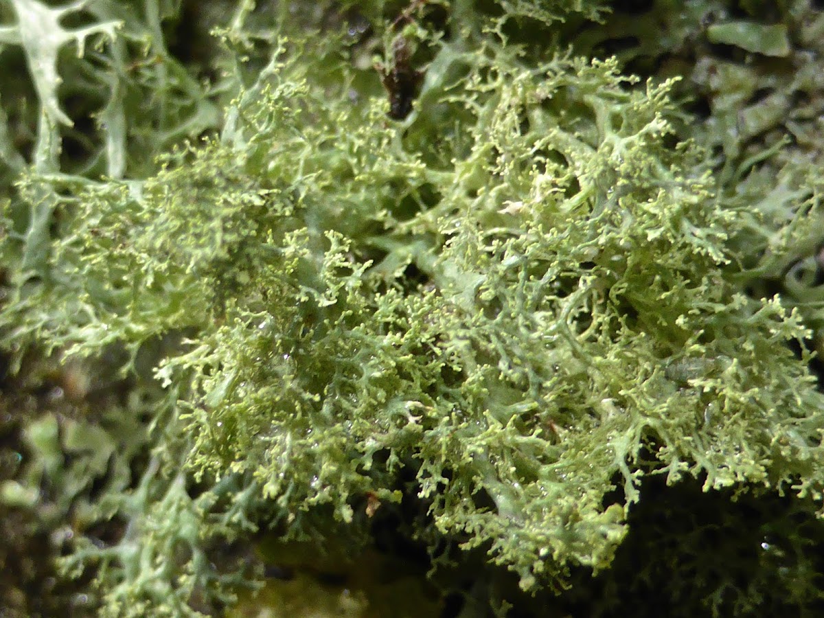 Roesler's Cartilage Lichen