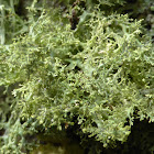 Roesler's Cartilage Lichen