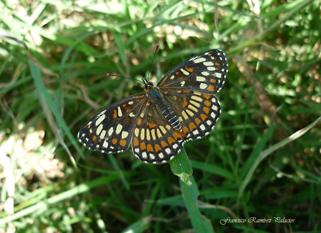 Theona Checkerspot