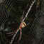 St Andrew's Cross Spider