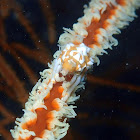 Whip Coral Crab