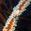 Whip Coral Crab