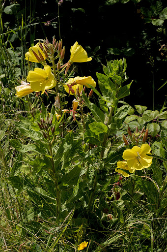 Oenothera glazioviana